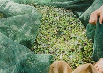 Reuters: Νέες αγορές αναζητούν οι Έλληνες παραγωγοί ελαιολάδου  λόγω δασμών – Πού στρέφονται