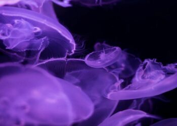 Μωβ μέδουσες: Ανησυχία από την αύξηση στις ελληνικές θάλασσες (Χάρτης)