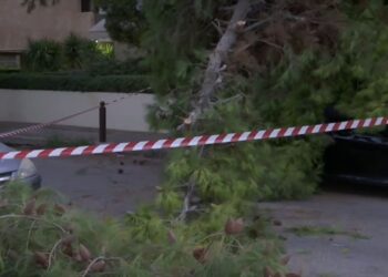 Πτώση δέντρου στο Παλαιό Φάληρο – Κλειστό τμήμα της οδού Δημοκρατίας