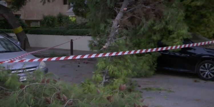 Πτώση δέντρου στο Παλαιό Φάληρο – Κλειστό τμήμα της οδού Δημοκρατίας