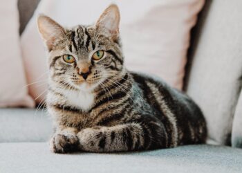 Θεσσαλονίκη: Πρόστιμο 50.000 ευρώ σε 34χρονο που σκότωσε γατάκι