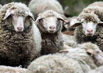 ΥΠΑΑΤ: Έκτακτα μέτρα για την αντιμετώπιση της ευλογιάς των αιγοπροβάτων