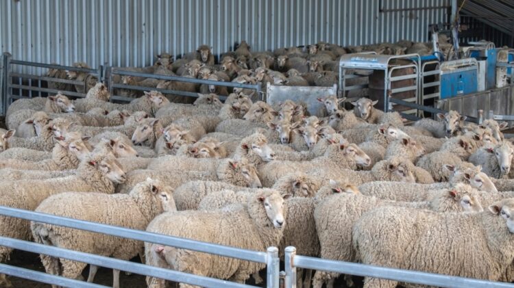 Συνελήφθη κτηνοτρόφος στη Φλώρινα για ψευδή καταγγελία