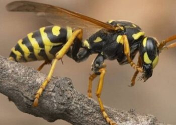 Πύργος: Άνδρας υπέστη έμφραγμα μετά από τσίμπημα σφήκας