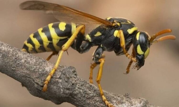 Πύργος: Άνδρας υπέστη έμφραγμα μετά από τσίμπημα σφήκας