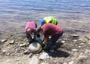 Θεσσαλονίκη: Εντοπίστηκε νεκρή θαλάσσια χελώνα στη Νέα Κρήνη