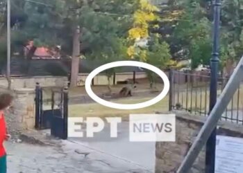 Καστοριά: Αρκούδα κόβει βόλτες στο προαύλιο σχολείου
