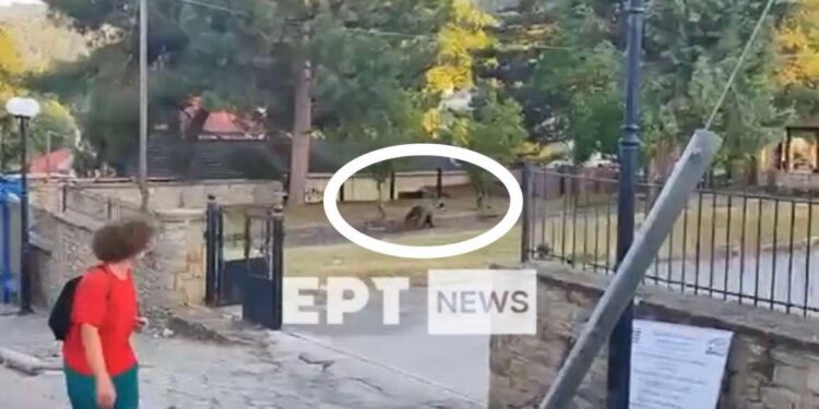 Καστοριά: Αρκούδα κόβει βόλτες στο προαύλιο σχολείου