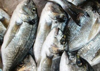 Κόρινθος: Συνελήφθη ιδιοκτήτης επιχείρησης που πουλούσε κλεμμένες τσιπούρες