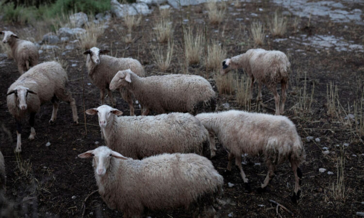 Αχαΐα: Διαστάσεις παίρνει η ευλογιά των αιγοπροβάτων