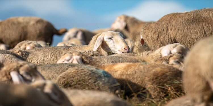 Συναγερμός στην Καρδίτσα για διπλό χτύπημα της ευλογιάς των προβάτων  – Τι συνιστάται στους κτηνοτρόφους