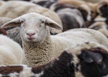 Συναγερμός στην Καρδίτσα για διπλό χτύπημα της ευλογιάς των προβάτων – Τι συνιστάται στους κτηνοτρόφους