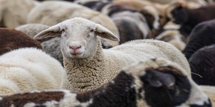Συναγερμός στην Καρδίτσα για διπλό χτύπημα της ευλογιάς των προβάτων  – Τι συνιστάται στους κτηνοτρόφους