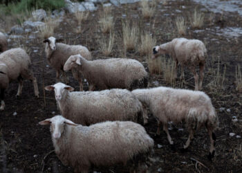 Σε καραντίνα η Κοζάνη: Σήμερα η θανάτωση προβάτων λόγω ευλογιάς