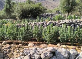 Μάνη: Εντοπίστηκε φυτεία με πάνω από 2.000 δενδρύλλια κάνναβης