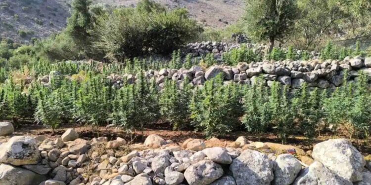 Μάνη: Εντοπίστηκε φυτεία με πάνω από 2.000 δενδρύλλια κάνναβης
