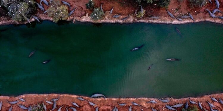 Οι ισραηλινές Aρχές εκτέλεσαν πάνω από 200 κροκόδειλους σε φάρμα στην κατεχόμενη Δυτική Όχθη