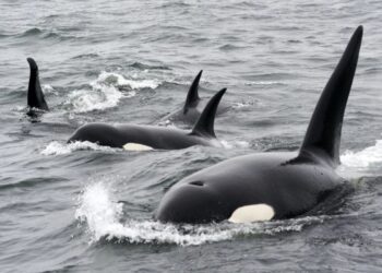 Ισπανία: Όρκες επιτέθηκαν σε τουριστικά σκάφη