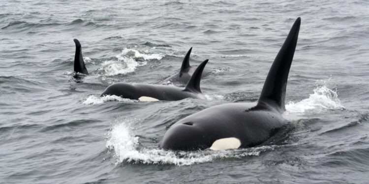 Ισπανία: Όρκες επιτέθηκαν σε τουριστικά σκάφη