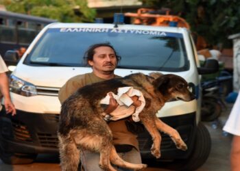 «Ένα σπίτι για κάθε ουρά»: Ημέρα υιοθεσίας στην Πάτρα για τα αδέσποτα που σώθηκαν από τη φωτιά