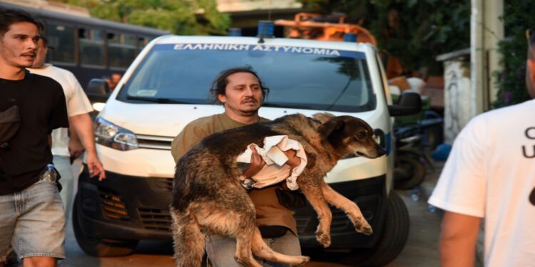 «Ένα σπίτι για κάθε ουρά»: Ημέρα υιοθεσίας στην Πάτρα για τα αδέσποτα που σώθηκαν από τη φωτιά