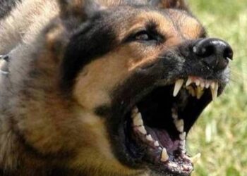 Μαγνησία: Αδέσποτα επιτέθηκαν σε γυναίκα