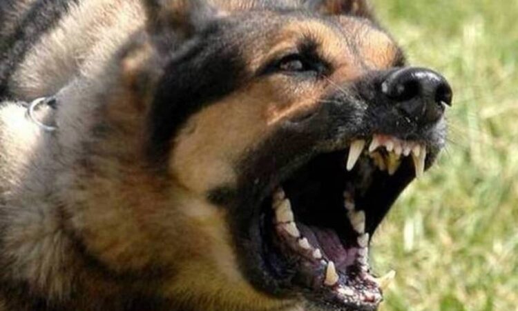 Μαγνησία: Αδέσποτα επιτέθηκαν σε γυναίκα