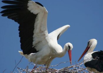 Το Κέντρο Διάσωσης Άγριας Ζωής των Πράσινων Βαλκανίων απελευθέρωσε 24 πελαργούς