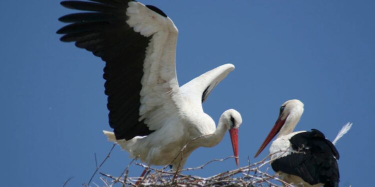 Το Κέντρο Διάσωσης Άγριας Ζωής των Πράσινων Βαλκανίων απελευθέρωσε 24 πελαργούς