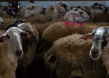 Eυλογιά αιγοπροβάτων: Νέοι έλεγχοι για απόκρυψη κρουσμάτων – Ποιές περιοχές μπαίνουν στο μικροσκόπιο