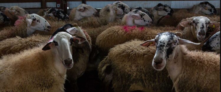 Eυλογιά αιγοπροβάτων: Νέοι έλεγχοι για απόκρυψη κρουσμάτων – Ποιές περιοχές μπαίνουν στο μικροσκόπιο