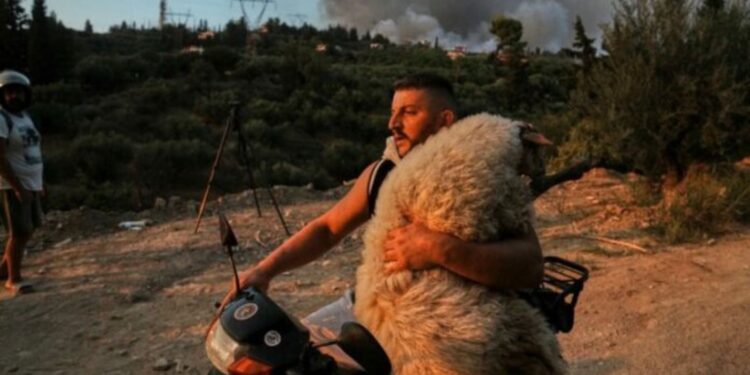 Ποιος είναι ο εθελοντής που έσωσε το πρόβατο από τη φωτιά στην Αχαΐα