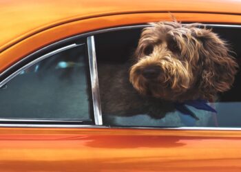 Θεσσαλονίκη: Σύλληψη και πρόστιμο γιατί άφησε τον σκύλο της στο αυτοκίνητο με κλειστά παράθυρα