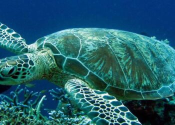 Ανάβυσσος: Θαλάσσια χελώνα έκοψε δάχτυλο γυναίκας που έκανε μπάνιο