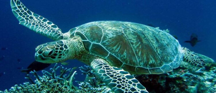 Ανάβυσσος: Θαλάσσια χελώνα έκοψε δάχτυλο γυναίκας που έκανε μπάνιο