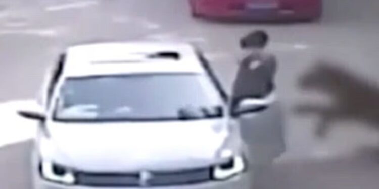 Κίνα: Τίγρης κατασπάραξε γυναίκα σε σαφάρι μπροστά στα μάτια της οικογένειάς της (βίντεο)