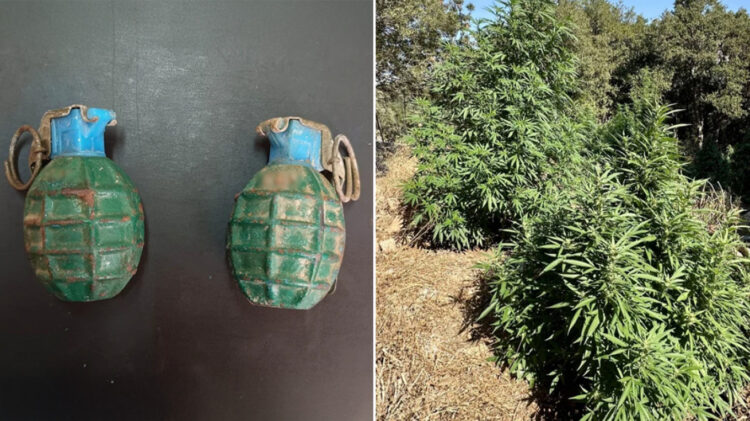 Σύλληψη 47χρονου που καλλιεργούσε δενδρύλλια κάνναβης και είχε δύο χειροβομβίδες
