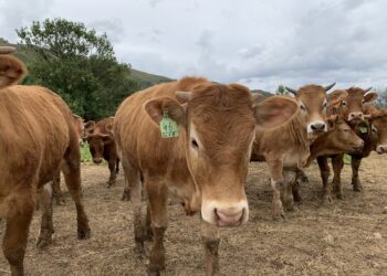 Σκάνδαλο ΟΠΕΚΕΠΕ: Επιδοτήσεις “μαμούθ” σε συγγενείς βουλευτών της ΝΔ στα Τρίκαλα με ανύπαρκτα μοσχάρια