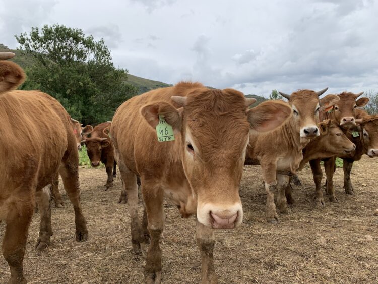 Σκάνδαλο ΟΠΕΚΕΠΕ: Επιδοτήσεις “μαμούθ” σε συγγενείς βουλευτών της ΝΔ στα Τρίκαλα με ανύπαρκτα μοσχάρια