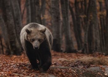 Eπίθεση αρκούδας στο Ζαγόρι – Τραυμάτισε σοβαρά ηλικιωμένο