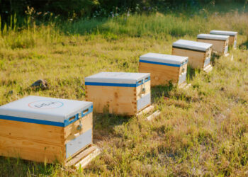 Restart Evros: Η ΔΕΗ στηρίζει την αναγέννηση της φύσης στον Έβρο με 660.000 μέλισσες