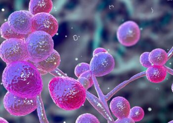 Συναγερμός από το ECDC: Υπερμύκητας εξαπλώνεται στα νοσοκομεία