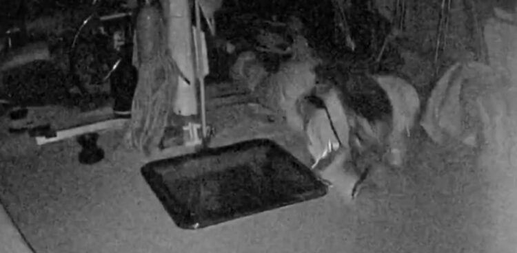 Συναγερμός ανοιχτά της Κρήτης: Επίθεση από drones σε πλοία του «Στόλου για τη Γάζα» (βίντεο)