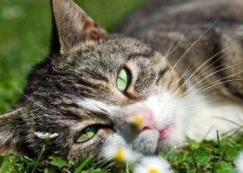 Πέλλα: 73χρονος κακοποίησε γάτα μέχρι θανάτου και συνελήφθη