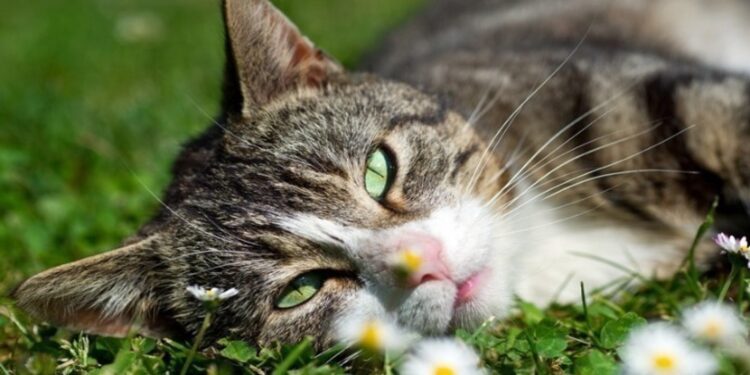 Πέλλα: 73χρονος κακοποίησε γάτα μέχρι θανάτου και συνελήφθη