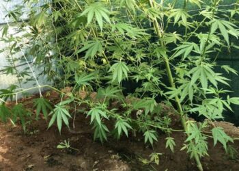 Συνελήφθη 65χρονος στο Ηράκλειο για καλλιέργεια δενδρυλλίων κάνναβης και κατοχή ναρκωτικών