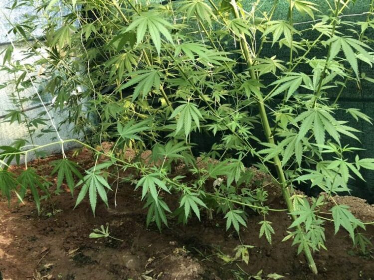 Συνελήφθη 65χρονος στο Ηράκλειο για καλλιέργεια δενδρυλλίων κάνναβης και κατοχή ναρκωτικών