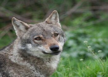 Ανησυχία στη Χαλκιδική: Νέα επίθεση του άγριου λύκου σε γυναίκα που έβγαζε βόλτα το σκυλάκι της