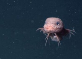 Καταγράφηκε σε βίντεο άγνωστο εξωτικό ψάρι της αβύσσου