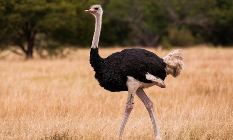 Το φαινόμενο της στρουθοκαμήλου: Σε ποια ηλικία αρχίζουμε να αποφεύγουμε τις δυσάρεστες πληροφορίες;